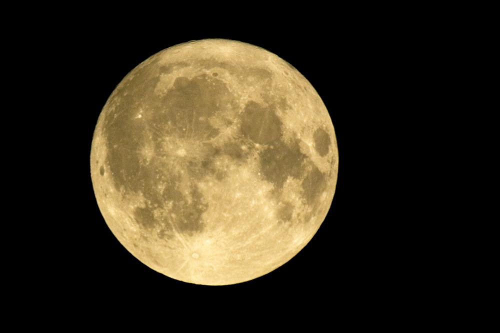 .*・゜Moon　.゜・*. Exploring Moonflower: Animation in Dandy's World | TikTok