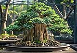 Indian Banyan Bonsai Tree Seeds for Planting...