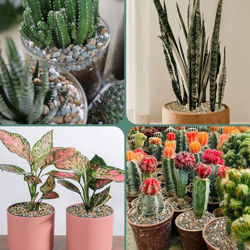 Image of 18lb Mix Rocks for Plants in Door -Mix Perlite,Maifanitum Stones,Zeolites Rocks for Bonsai Succulent Cactus Potting Soil and Vase Fillers, Fairy Gardening,Top Dressing
