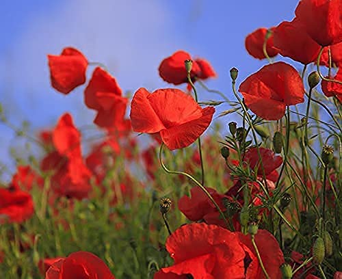 25-Slightly-Assorted-Flower-Seed-Packets-Includes-10-Varieties-May-Include-Forget-Me-Nots-Pinks-Marigolds-Zinnia-Wildflower-Poppy-Snapdragon-and-More-Made-in-the-USA 25-Slightly-Assorted-Flower-Seed-Packets-Includes-10-Varieties-May-Include-Forget-Me-Nots-Pinks-Marigolds-Zinnia-Wildflower-Poppy-Snapdragon-and-More-Made-in-the-USA