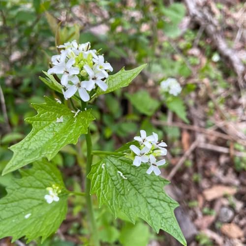 semillas de la planta de mostaza de ajo, semillas de bonsái de interior, semillas de hierbas mostaza de ajo flores balcón jardín de hierbas flores de primavera, plantas resistentes en 25pcs