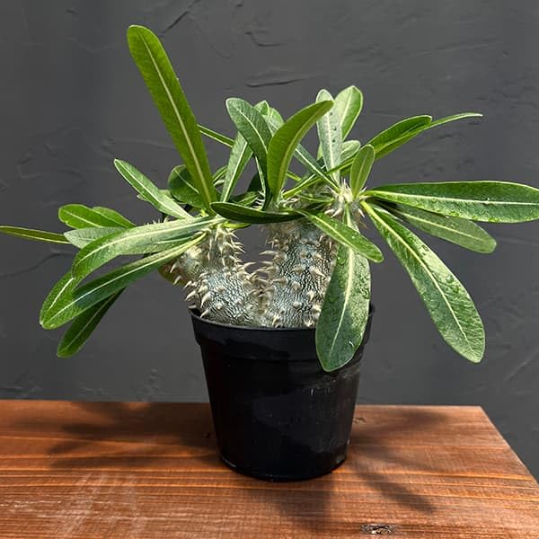 パキポディウム　恵比寿大黒　塊根植物 パキポディウム・恵比寿大黒（Pachypodium 'Densicaule'）の育て