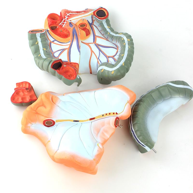 Life-Size Human Intestine Anatomy Model - Colon with Small Intestine, Detachable Digestive System Organ for Medical Education and Study