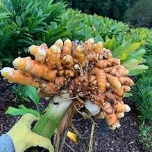 Turmeric Rhizome Roots for Planting 1 Kg in Organic Home Garden Raised Beds and Container Farming (1 Kg)