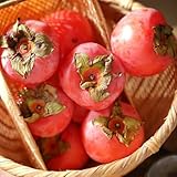 kakibaum winterharte, kaki, hochbeet, garten balkon, bio alte sorten, 25samen