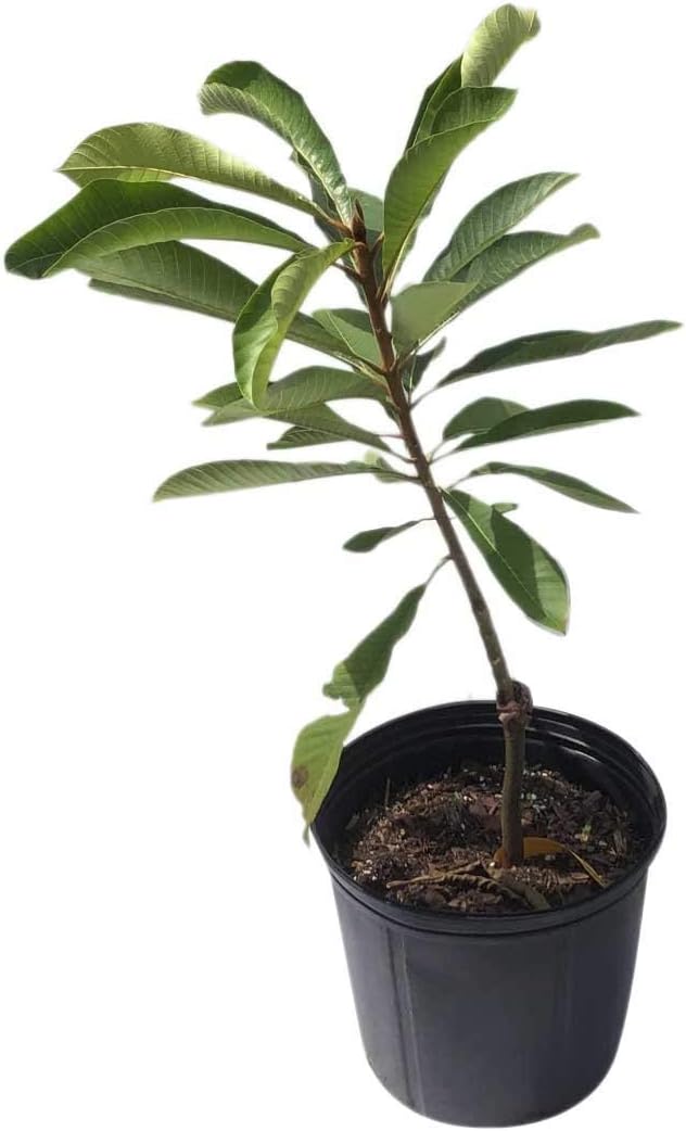 Mamey Sapote Akil Especial Tree, Grafted, for Sale, 3-Gal Container from Florida