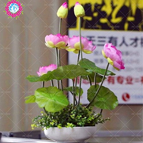 37 Pezzi Di Semi Di Loto Bonsai Misti E Combinati, Semi Vegetali Di 37 Pezzi Di Semi Di Loto Bonsai Misti E Combinati, Semi Vegetali Di