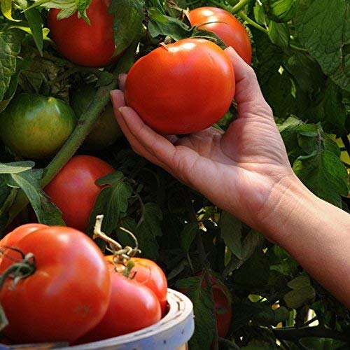 Golden Hills Farm Red Tomato Seed Balcony Vegetables Suitable Potted Home Tomato Plant Seeds Fruits Vegetables 100 seeds (B07N7JC5TB) Amazon Price History, Amazon Price Tracker