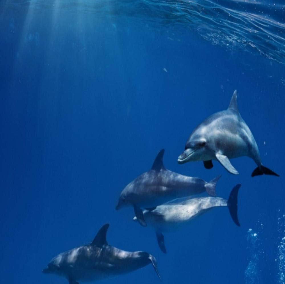 Amazon Clamsxgus 青の壁紙シンプルな深海底イルカ海洋生物の壁紙子供の壁壁画張り子壁画3d 400x280cm 壁紙