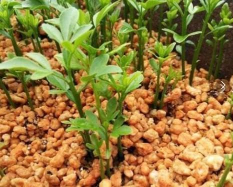 実生苗確認用 確認用］ アケビ 実生苗 五葉アケビ 実生苗 2本 約