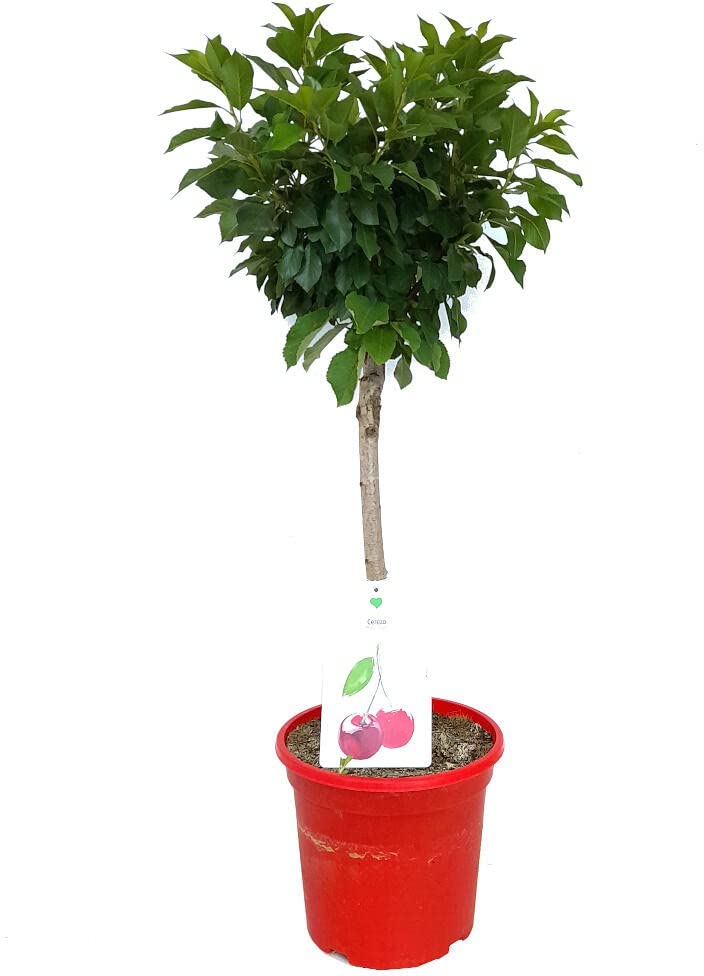 ARBOL FRUTAL CEREZO ENANO M26 100CM ORNAMENTAL