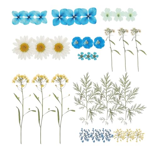 Materiales de flores secas prensadas naturales para manualidades DIY miniatura 1
