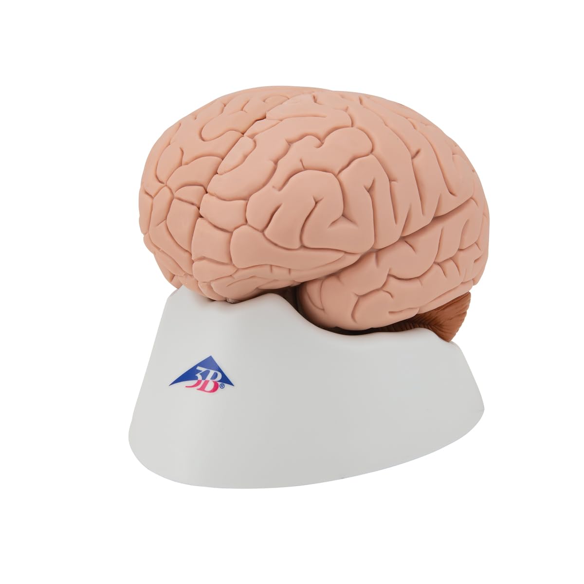3B Scientific C16 Encéfalo Clásico, desmontable En 4 Piezas + App de anatomía gratuita - 3B Smart Anatomy