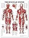 The Muscular System Anatomical Chart