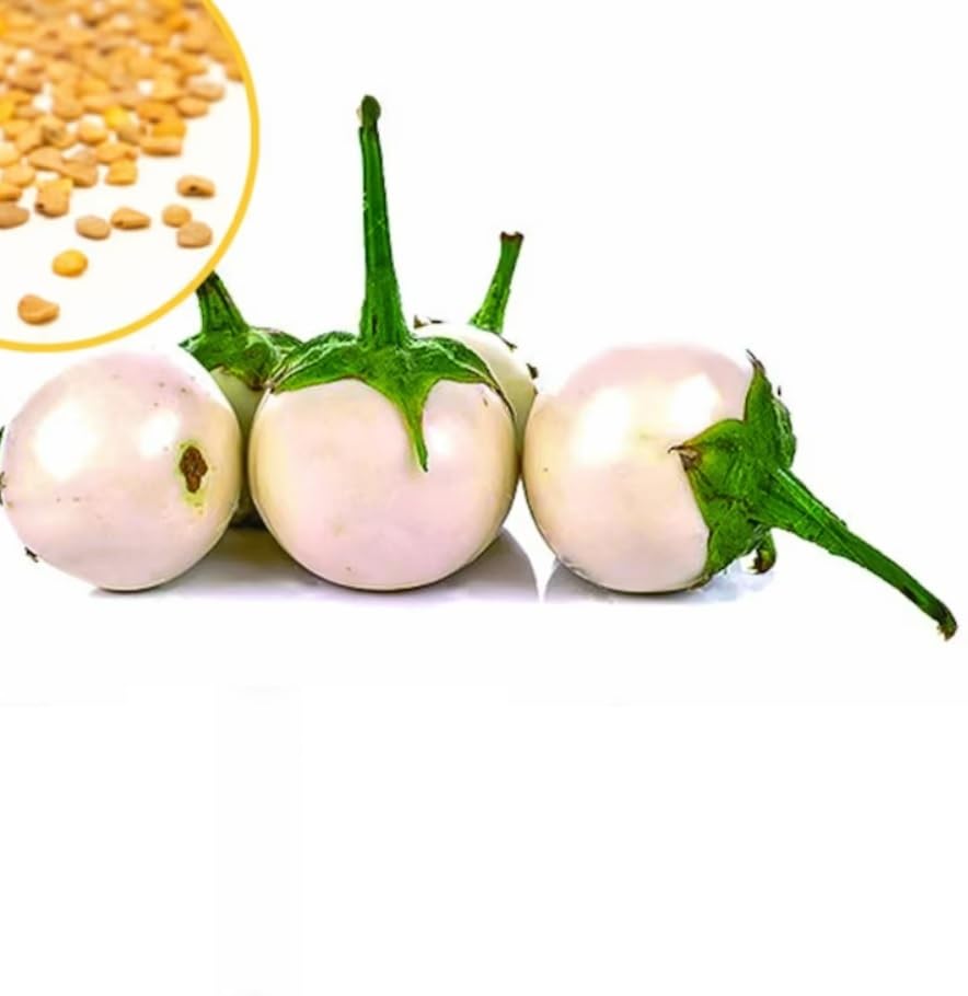 Willvine White Eggplant seeds, Vietnamese-NTL-5C-image-39