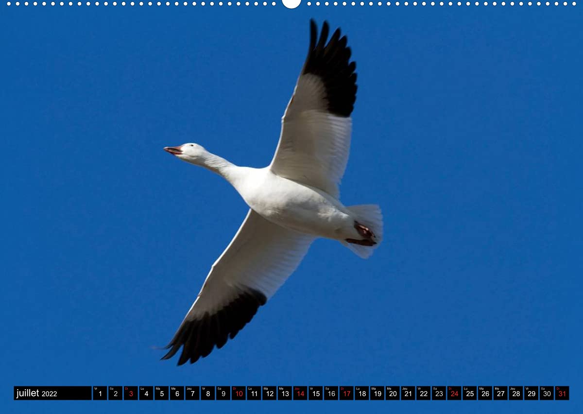 PLUMES LÉGÈRES. Oiseaux du Monde (Premium, hochwertiger DIN A2 Wandkalender 2022, Kunstdruck in Hochglanz): Treize photos d'oiseaux en action, ... Henry (Calendrier mensuel, 14 Pages )