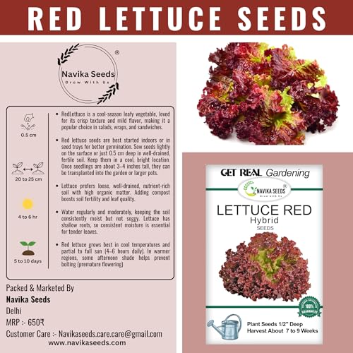 Image of Navika Seeds Lettuce Combo - Grand Rapids Green & Lollo Rosso Red (500 Seeds Each) | Heirloom, Non-GMO, Fast Growing | Kitchen Garden, Terrace, Hydroponic, Pots | High Germination