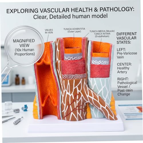 Modelo de vasos sanguíneos humanos para evitar dudas sobre la oclusión arterial 5