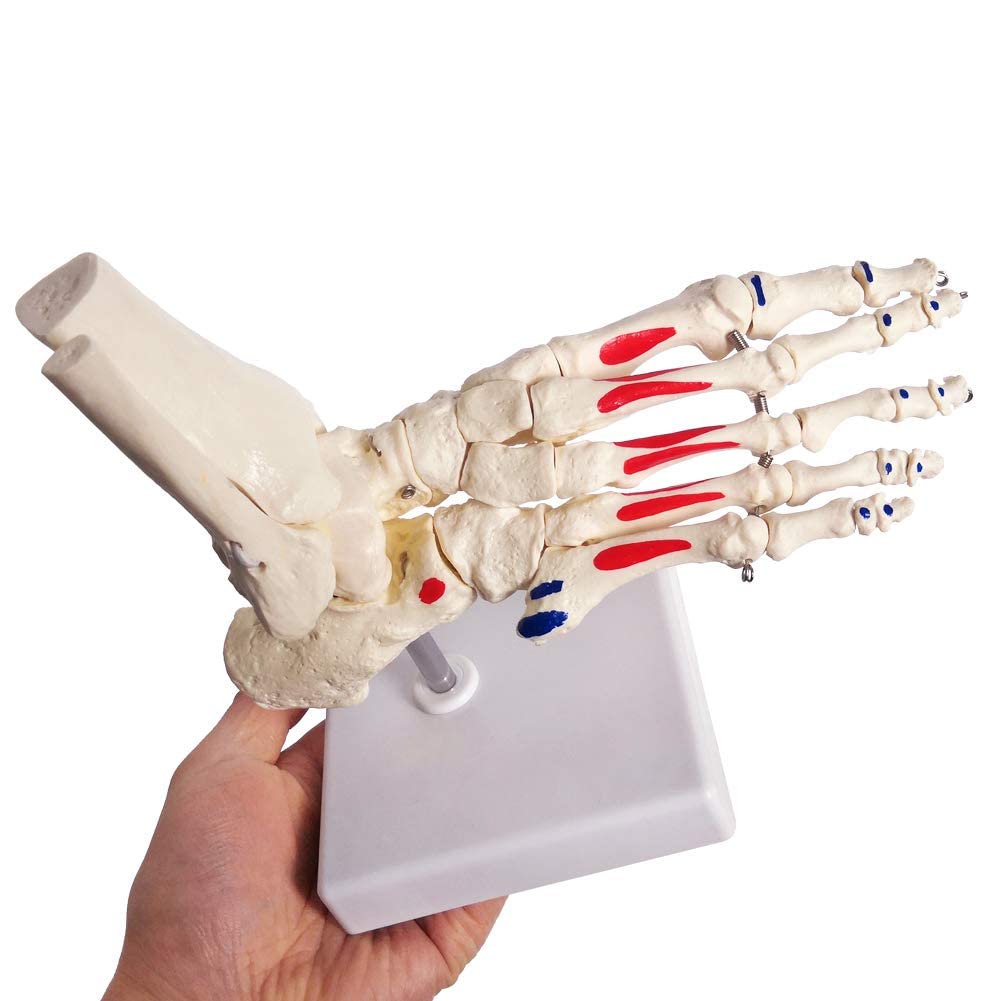 Amazon.co.jp: Evotech Scientific人体の足と足首の模型、実物の