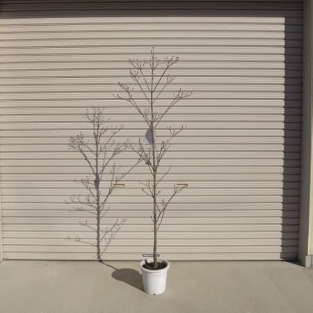 圧倒的高評価 ハナミズキ 白花 単木 樹高1 8 2 0m前後 根鉢含まず 単品 落葉 植木 庭木 花木 シンボルツリー わけあり並の激安価格 R4urealtygroup Com