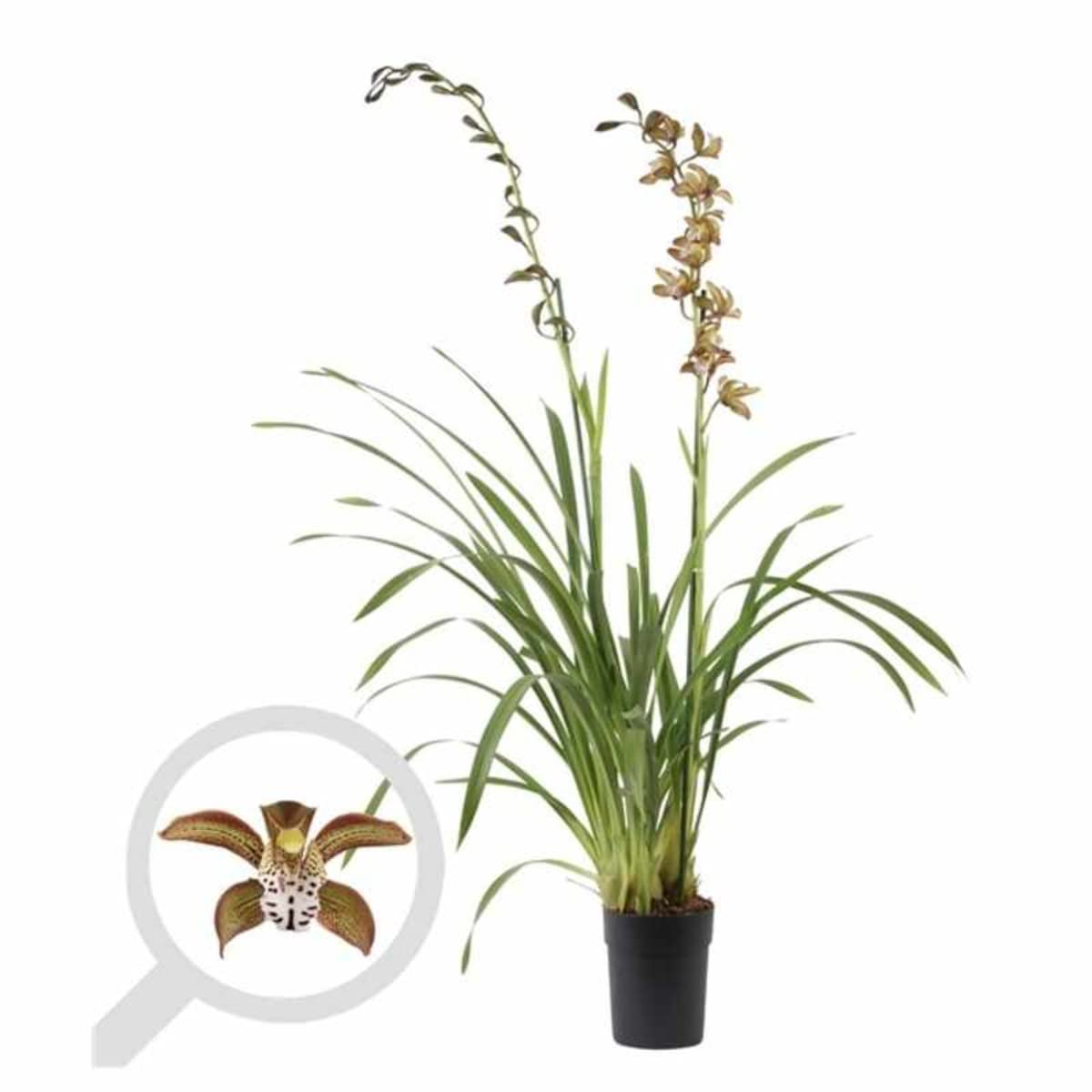 Verdecora Orquidea Cymbidium Extra | Flores perfectas para regalo | Cuidados sencillos ideal para principiantes | Planta natural de interior con flor en maceta de Ø14cm