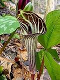 5 Jack in The Pulpit (Brown Dragon) Arisaema Triphyllum Flower Seeds