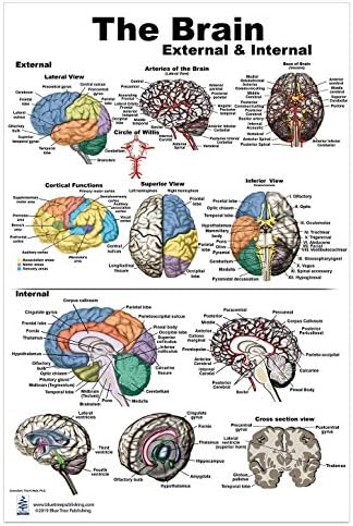 Blue Tree Publishing Inc., Brain Charts (Brain Poster L)