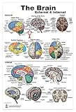 Blue Tree Publishing Inc., Brain Charts (Brain Poster L)