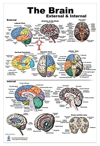 Blue Tree Publishing Inc., Brain Charts (Brain Poster L) #TOP2
