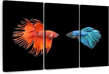 ElephantStock - Betta Fish Meet Wall Art - Horizontal Multi Panel Canvas - 3 Piece Living Room Wall Decor - Photography Animal Multi Piece Wall Art - Black And Orange Decor - 74" x 48"