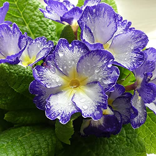 寄せ植えに欠かせない プリムラの育て方講座 時期別の管理方法 注意点も解説 暮らし の 寄せ植えに欠かせない プリムラの育て方講座 時期別の管理方法 注意点も解説 暮らし の