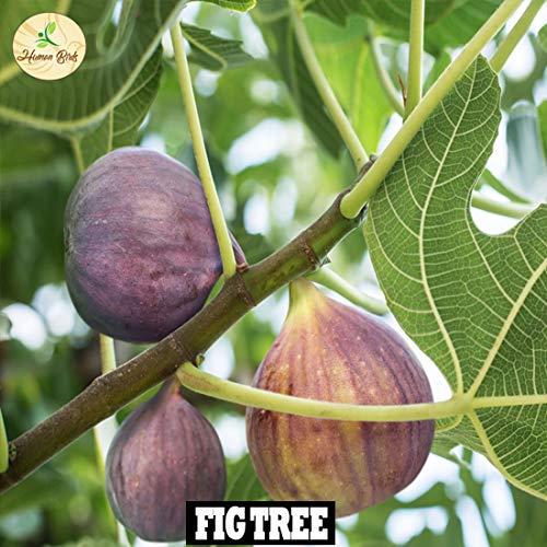 Image of Human Birds International - Seed Balls, Just Throw & Grow, Tree Seed Bombs, Seed Balls Return Gift, Seed Balls of Trees (Fig Seed Balls, 50)