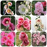 Wir haben auch eine große Anzahl von anderen Blumensamen für Sie zur Auswahl. Zum Beispiel Sonnenblumen samen, Hibiskus pflanze Samen, Lupinensamen, Rosen pflanzen Samen, Lavendel samen, Ringelblumen samen, Kornblumen samen, Hortensien samen, Cosmea samen,Sonnenhut Samen, Löwenmäulchen samen, Stiefmütterchen samen, etc. Sie können ein Garten set Geschenk Set für Ihre Freunde machen.