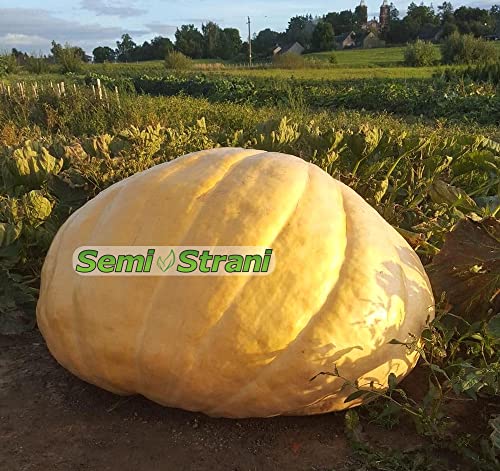 03 Semillas de CALABAZA GIGANTE ATLANTIC GIANT la mas GRANDE AL MUNDO con Genética de Competición + Guía de Cultivo