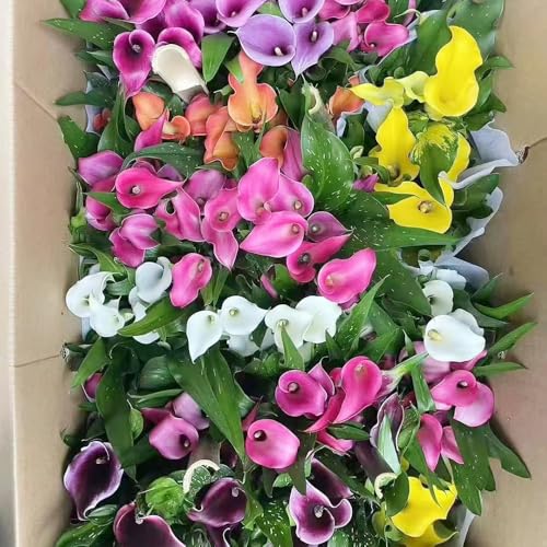 bulbos de cala son resistentes balcón jardín bulbos primavera primavera, exóticas perennes resistentes Acónitos de invierno 22pcs