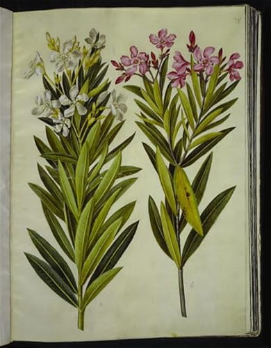 Peinture Décorative sur Toile Nerium Oleander Holtzbecker - Art Mural Premium 60x90cm
