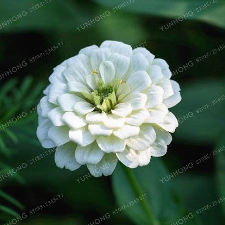 Graines de Zinnia colorées Plantes à fleurs vivaces en pot Charmantes graines de fleurs chinoises Superbes fleurs Balcon Paquet de 500 graines