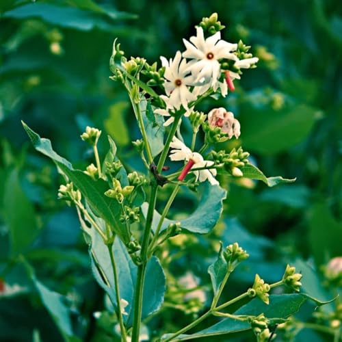 Image of Live Parijaat Harsingar Plant with Pot | Night Flowering Shiuli Tree | Indoor Outdoor Flowering Plant for Home Garden & Balcony
