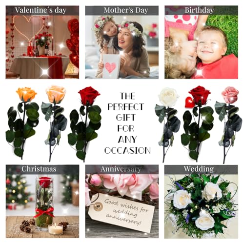 Rosen-Te-Amo | Infinity Rosen am Stiel Orange Rosenduft | Echte Rose Geburtstagsgeschenk für Frauen, Ewige Rose in Geschenkbox| Konservierte Blume zum Weihnachten, Valentinstag, Mama, Deko Geschenk