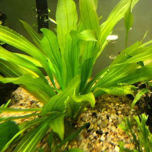 semillas para acuáticas, acuario raras acuario semillas orgánicas oficina acuáticas para acuarios variedades antiguas interior purificadoras aire 250pcs