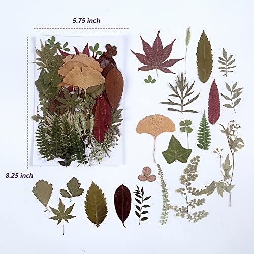 100 PCS Real Dried Pressed Greenery Leaves Natural Plant Herbarium for DIY Resin Mold Jewelry Making Craft (20 Styles)