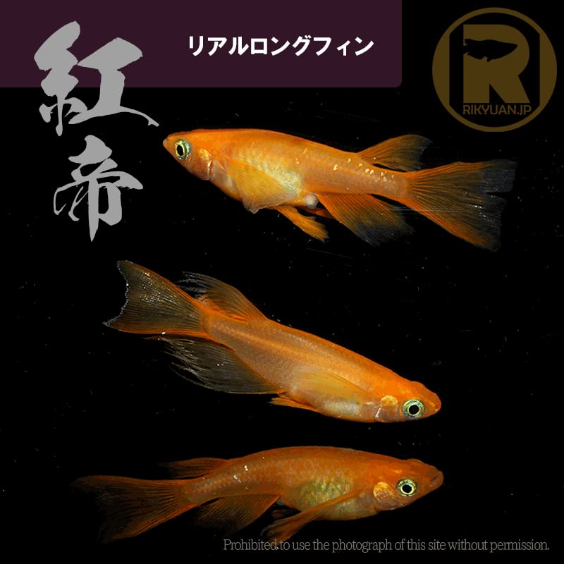 (ご予約用)　西郷めだかブリード　橙リアルロングフィン　卵40個 橙 西郷めだか様直系 有精卵25+α(5)｜Yahoo!フリマ（旧PayPayフリマ）