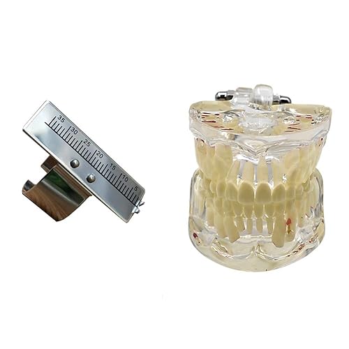 Angzhili Modelo de dientes para niños,Modelo de dientes de demostración dental transparente,Modelo de enseñanza de Typodont