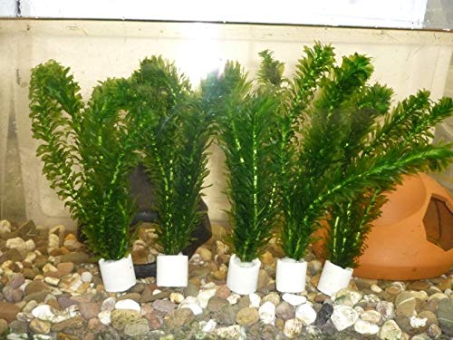 Wasserpest Egeria Densa 5 Bund für Aquarienpflanzen