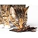 Scout and Zoe's Healthy, All Natural Fish Spears Cat Treats - Sourced and Made in The USA