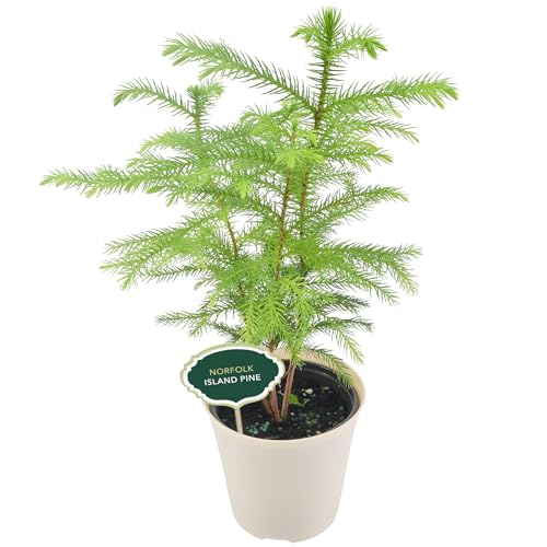 Image of Arcadia Garden Products LV111B Live Norfolk Island Pine Evergreen Tree Indoor Houseplant in Plastic Pot, Tropical Plant Collector Gift for Home and Garden Decor, 4-inch, Beige