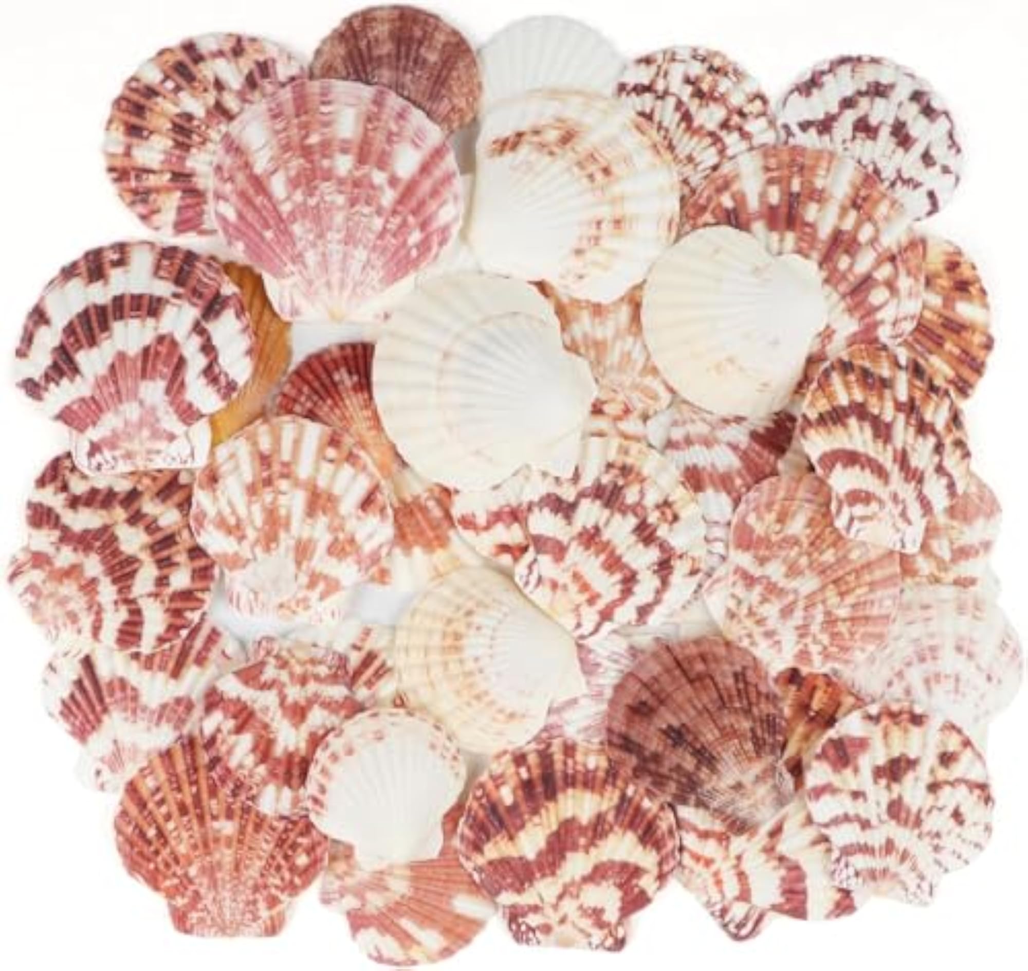 NIVIP Scallop Seashells for Aquarium and Craft Projects