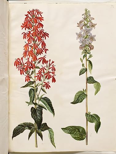 Affiche decorative art mural Lobelia Cardinalis Holtzbecker pour habiller un mur vide 60x90