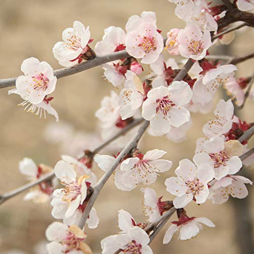 YouGarden Kojo-no-Mai Ornamental Fuji Cherry Tree Established Prunus incisa in 9cm Pot Ready to Plant Garden Ready Plants for Gardens