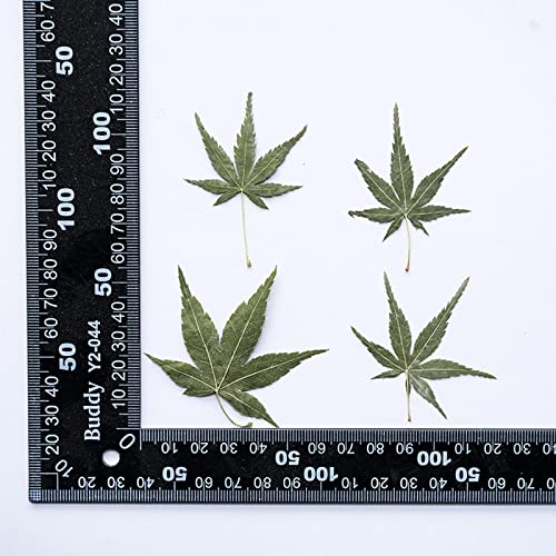 36 hojas de arce secas naturales decoración DIY miniatura 2